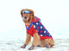 -超宠爱宠物摄影-Super pet