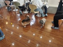 -汪说·狗咖·拼豆·宠物周边DIY(旺城大厦店)