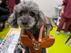 -美联众合动物医院·24h转诊中心