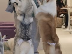 -怪兽屋·羊驼·猫咖·狗咖(俊华广场店)