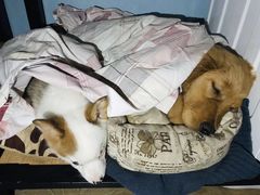 -爱侣宠医·鹦鹉专科·小型哺乳类·异宠专科(灵石路店)