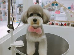 美容图-BABYDOG宝贝狗宠物乐园(欧洲城店)
