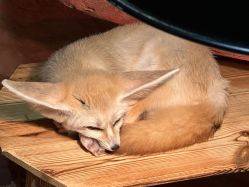 -Zoolung Zoolung动物主题公园(海信广场店)