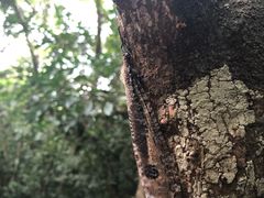 -呀诺达热带雨林