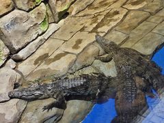 -顺德南宏海立方海洋公园
