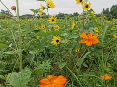 -紫颐香薰山谷景区
