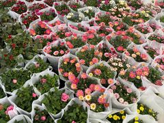 -龙大花卉苗木市场