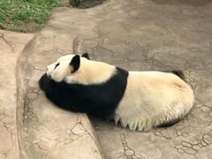 -都江堰中华大熊猫苑