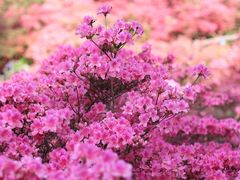 -木兰云雾山