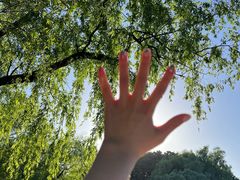 -上海共青森林公园