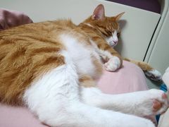 -芭比堂宠物医院·全科爱猫医院·仁德分院
