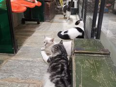 -猫咪博物馆(顶澳仔猫街店)