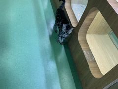 -藦茜花园宠物主题亲子互动体验馆(国顺东路店)