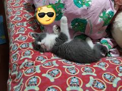 -Bastet sally猫舍购宠(静安店)