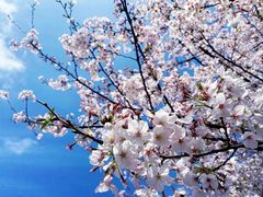 -新虹桥中心花园