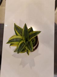 -梵创造型