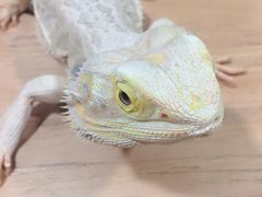 -藦茜花园宠物主题亲子互动体验馆(国顺东路店)