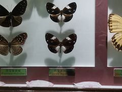 -上海昆虫博物馆