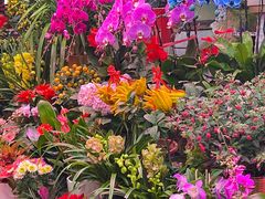 -花鸟鱼虫鲜花绿植市场(玉泉路店)