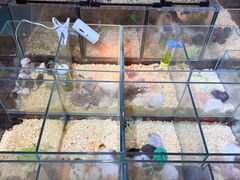 -青石桥花鸟鱼虫市场(叠翠城店)