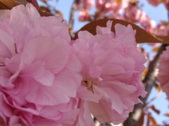 iphone_upload_pic-高东镇樱花园