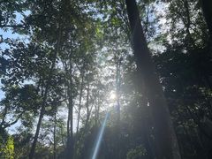 -黄埔油麻山森林公园