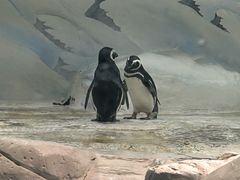 -上海海洋水族馆