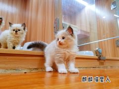 -70cat德文卷毛猫·缅因猫纯种猫舍
