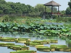 -荷塘月色湿地公园·向阳花洲