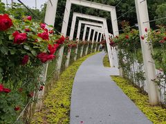 -大望京公园