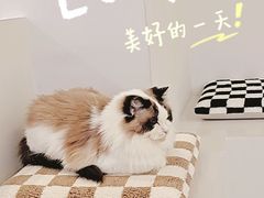 -怪兽屋·羊驼·猫咖·狗咖(俊华广场店)