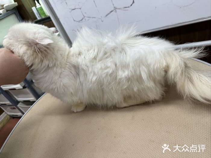 鑫艺宠物美容培训学校图片