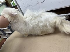 -鑫艺宠物美容培训学校