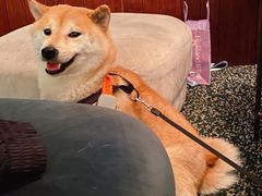 -the rug 飞毯 (朝阳公园店)