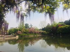 -嘉定紫藤园