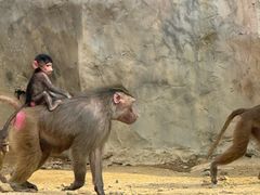 -杭州野生动物世界