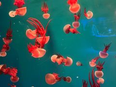 -海合安青岛极地海洋公园