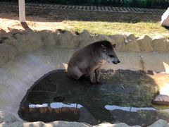 -西霞口神雕山野生动物世界