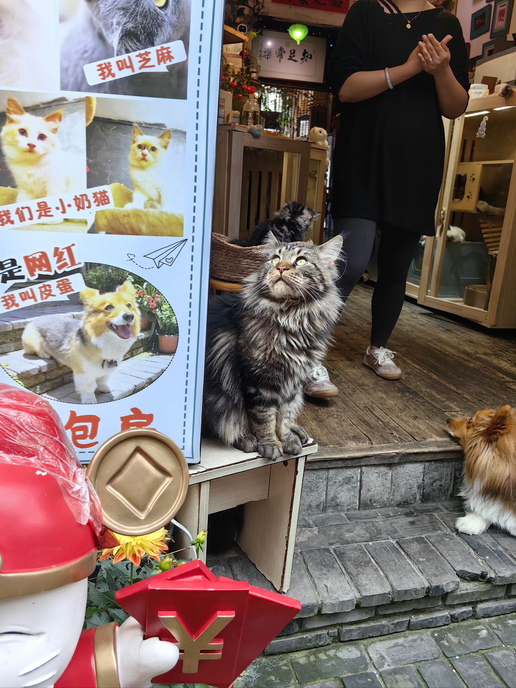 在朱家角偶遇网红猫93