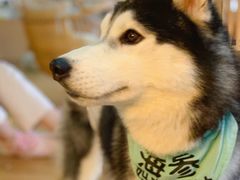 -Husky Go! 哈士奇体验馆·宠物咖啡厅狗咖