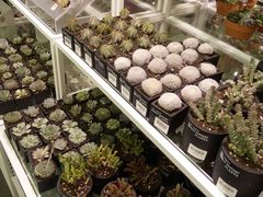 -KKV(天津津南吾悦广场店)