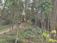-黄埔油麻山森林公园