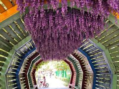 -合肥滨湖国家森林公园