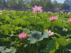 -莲花池公园