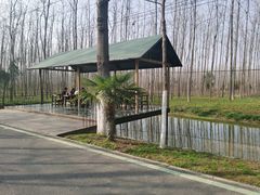 -合肥滨湖国家森林公园