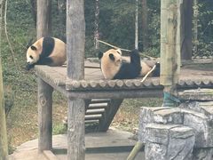 -中国大熊猫保护研究中心雅安碧峰峡基地