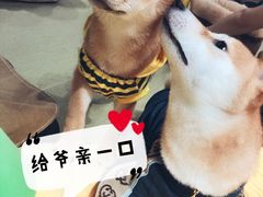 -逗柴咖啡屋·狗咖猫咖宠物桌游