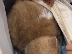 -爱洗澡的猫(天河路店)