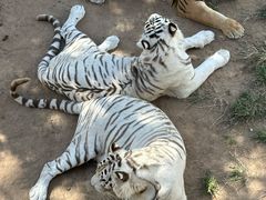 -西霞口神雕山野生动物世界
