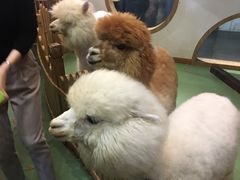 -藦茜花园宠物主题亲子互动体验馆(国顺东路店)